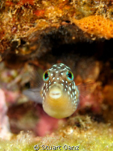 Here's a Hawaiian white spotted toby with some big sad bl... by Stuart Ganz 